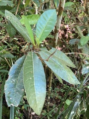 Gesneria pedunculosa