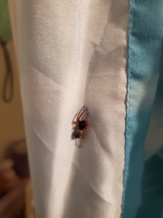 Trachelas tranquillus