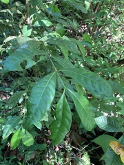 Faramea occidentalis