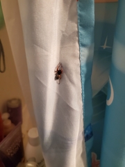 Trachelas tranquillus