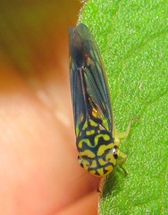 Dilobopterus costalimai