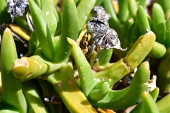 Glottiphyllum