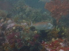 Pterogymnus laniarius