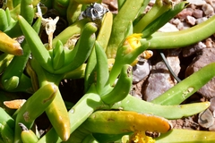 Glottiphyllum