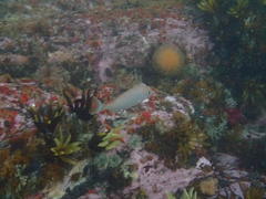 Pterogymnus laniarius