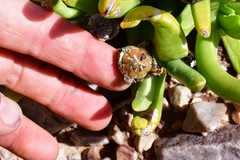Glottiphyllum