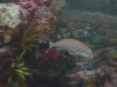 Pterogymnus laniarius