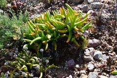Glottiphyllum