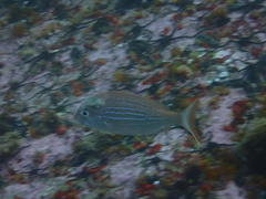 Pterogymnus laniarius