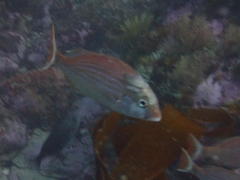 Pterogymnus laniarius