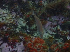 Pterogymnus laniarius