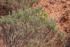 Chrysothamnus greenei