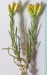 Chrysothamnus greenei