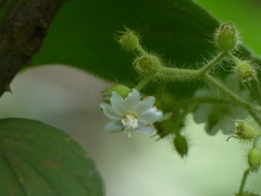Miconia octona