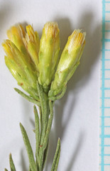 Chrysothamnus greenei