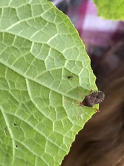 Anasa scorbutica