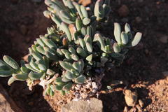 Delosperma maxwelliae