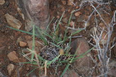 Fingerhuthia africana