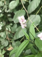 Persicaria