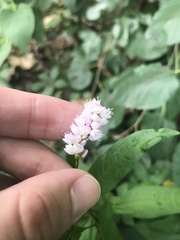 Persicaria