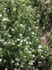 Asperula scoparia