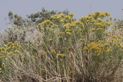 Chrysothamnus viscidiflorus viscidiflorus