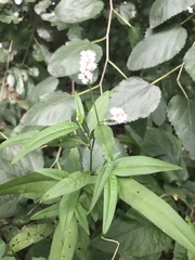 Persicaria