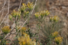 Chrysothamnus viscidiflorus viscidiflorus