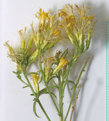 Chrysothamnus viscidiflorus viscidiflorus