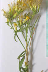 Chrysothamnus viscidiflorus viscidiflorus