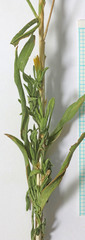Chrysothamnus viscidiflorus viscidiflorus