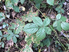 Rubus furtivus