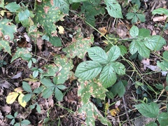 Rubus furtivus
