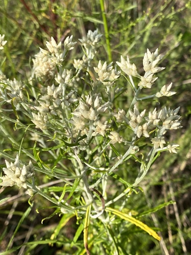 Pseudognaphalium obtusifolium image