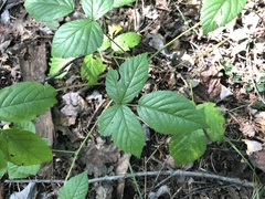 Rubus furtivus