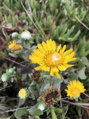 Grindelia stricta platyphylla