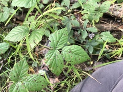 Rubus furtivus