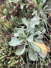 Grindelia stricta platyphylla