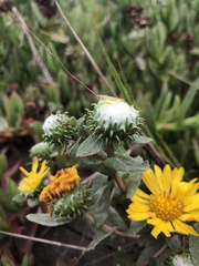 Grindelia stricta platyphylla