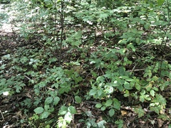 Rubus furtivus