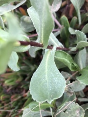 Grindelia stricta platyphylla
