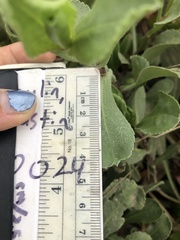 Grindelia stricta platyphylla