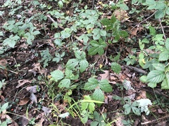 Rubus furtivus