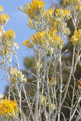 Ericameria nauseosa hololeuca