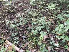 Rubus furtivus