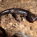 Salamandra Saltadora Negra - Photo (c) conabio_bancodeimagenes, algunos derechos reservados (CC BY-NC-ND), subido por conabio_bancodeimagenes
