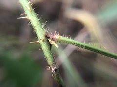 Rubus furtivus