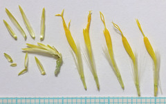 Ericameria nauseosa hololeuca