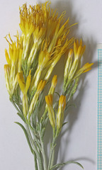 Ericameria nauseosa hololeuca