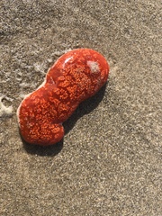 Botrylloides perspicuus